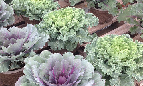 Schoharie Valley Farms